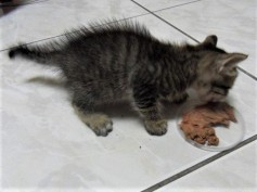 kitten 2